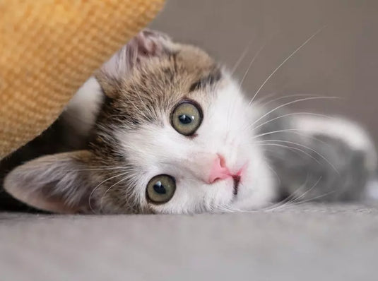 How to Keep Your Cat Healthy Indoors