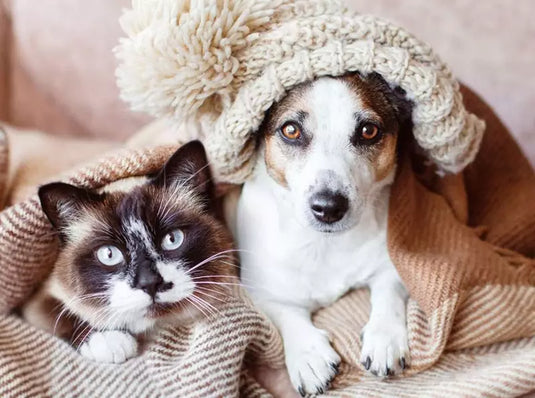 Seasonal Pet Care: Protecting Your Pet from Cold Weather