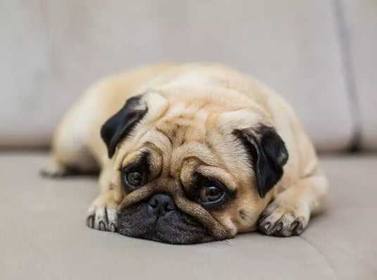 Natural Ways to Calm an Anxious Dog