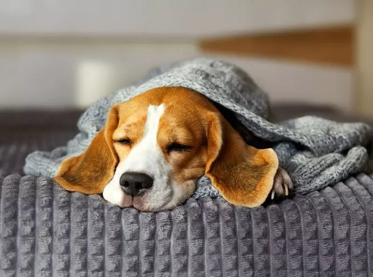 5 Signs Your Dog Might Be Feeling Unwell